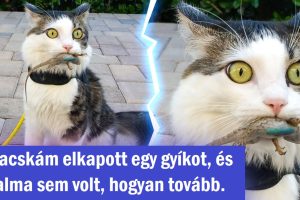 15 háziállat, akik még az embereknél is kifejezőbbek
