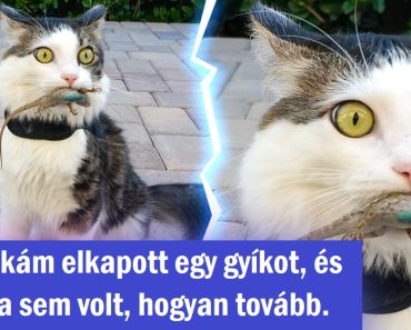 15 háziállat, akik még az embereknél is kifejezőbbek 15 háziállat, akik még az embereknél is kifejezőbbek