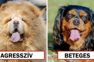 Állatorvosok felfednek 8 kutyafajtát, amit személy szerint soha nem tartanának