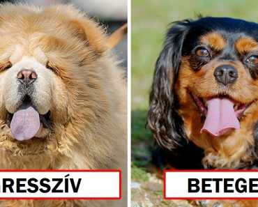 Állatorvosok felfednek 8 kutyafajtát, amit személy szerint soha nem tartanának