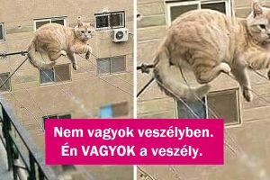 17 rosszcsont háziállat, akik az embereiket a nap 24 órájában lefoglalják