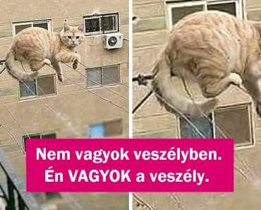 17 rosszcsont háziállat, akik az embereiket a nap 24 órájában lefoglalják 17 rosszcsont háziállat, akik az embereiket a nap 24 órájában lefoglalják