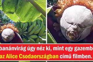 15+ kép, amelyek bizonyítják, hogy a természetnek minden sarkon van egy rejtett kincse