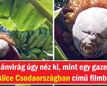 15+ kép, amelyek bizonyítják, hogy a természetnek minden sarkon van egy rejtett kincse