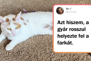 19 kiszámíthatatlan macska, amely megtörte a fizika összes lehetséges törvényét