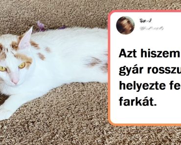 19 kiszámíthatatlan macska, amely megtörte a fizika összes lehetséges törvényét 19 kiszámíthatatlan macska, amely megtörte a fizika összes lehetséges törvényét