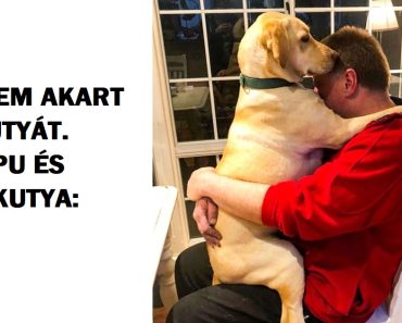 20 ember, akik nem akarták „azokat az állatokat a házban”, de most már egyetlen napot sem bírnak ki nélkülük