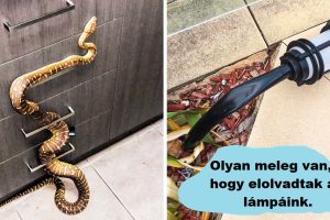 19 kép, ami bizonyítja, hogy bátornak kell lenned, hogy Ausztráliában élj
