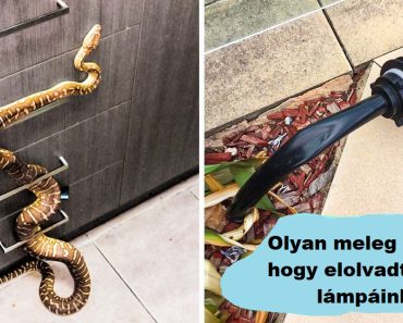19 kép, ami bizonyítja, hogy bátornak kell lenned, hogy Ausztráliában élj