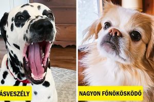 8 kutyafajta, amit kerülj el, ha kisgyereked van