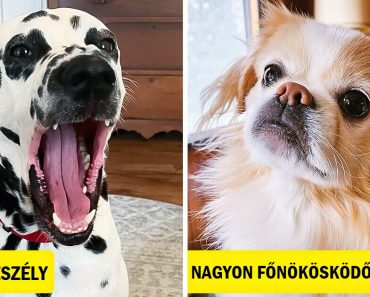 8 kutyafajta, amit kerülj el, ha kisgyereked van 8 kutyafajta, amit kerülj el, ha kisgyereked van