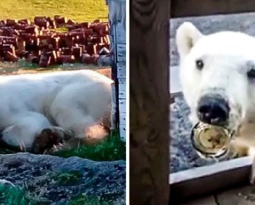 Sürgős kérés: Az éhező jegesmedve kétségbeesetten keresi az emberi segítséget, hogy kiszabadítsa a nyelvét a konzervdobozból