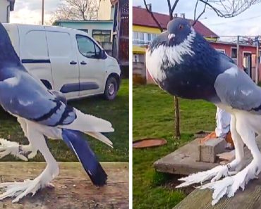 A megrémült emberek „mutánsnak” nevezik a puffadt mellkasú és hosszú lábú galambot A megrémült emberek „mutánsnak” nevezik a puffadt mellkasú és hosszú lábú galambot