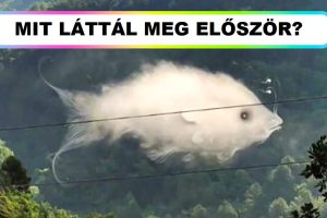 Tudd meg ezzel az optikai illúzió teszttel, hogy van-e elkötelezettségi problémád