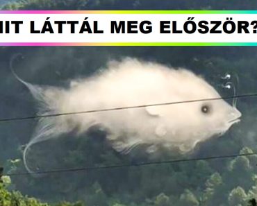 Tudd meg ezzel az optikai illúzió teszttel, hogy van-e elkötelezettségi problémád Tudd meg ezzel az optikai illúzió teszttel, hogy van-e elkötelezettségi problémád