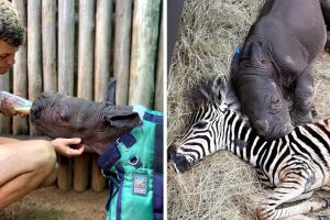 Ismerkedj meg egy zebrabébivel és orrszarvú pajtásával – Segítettek egymásnak, amikor nem érezték jól magukat