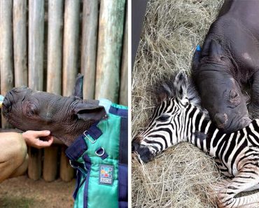Ismerkedj meg egy zebrabébivel és orrszarvú pajtásával – Segítettek egymásnak, amikor nem érezték jól magukat