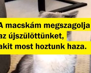18 háziállat, akiknek az arca hangosabban beszél, mint a szavak