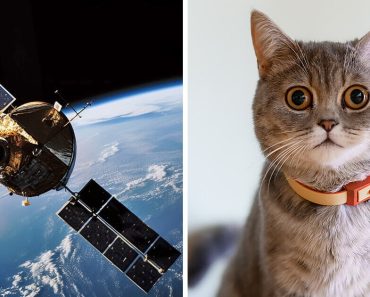 A NASA macskás videót kapott az űrből, amely 19 millió mérföldről érkezett