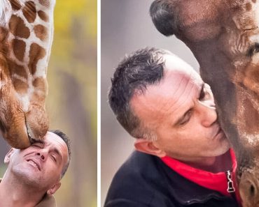 Ez az állatkerti gondozó és a zsiráf, akiről 10 évig gondoskodott, ugyanazon a napon hunyt el